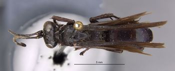 Media type: image;   Entomology 26231 Aspect: habitus dorsal view